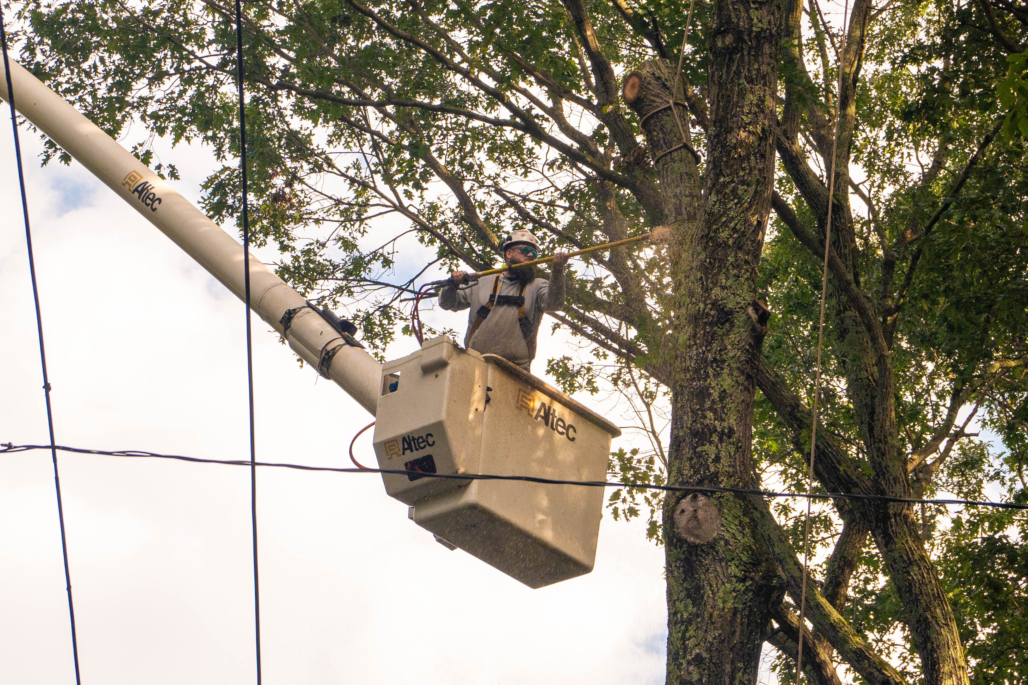 Tree_Trimming_Massachusetts