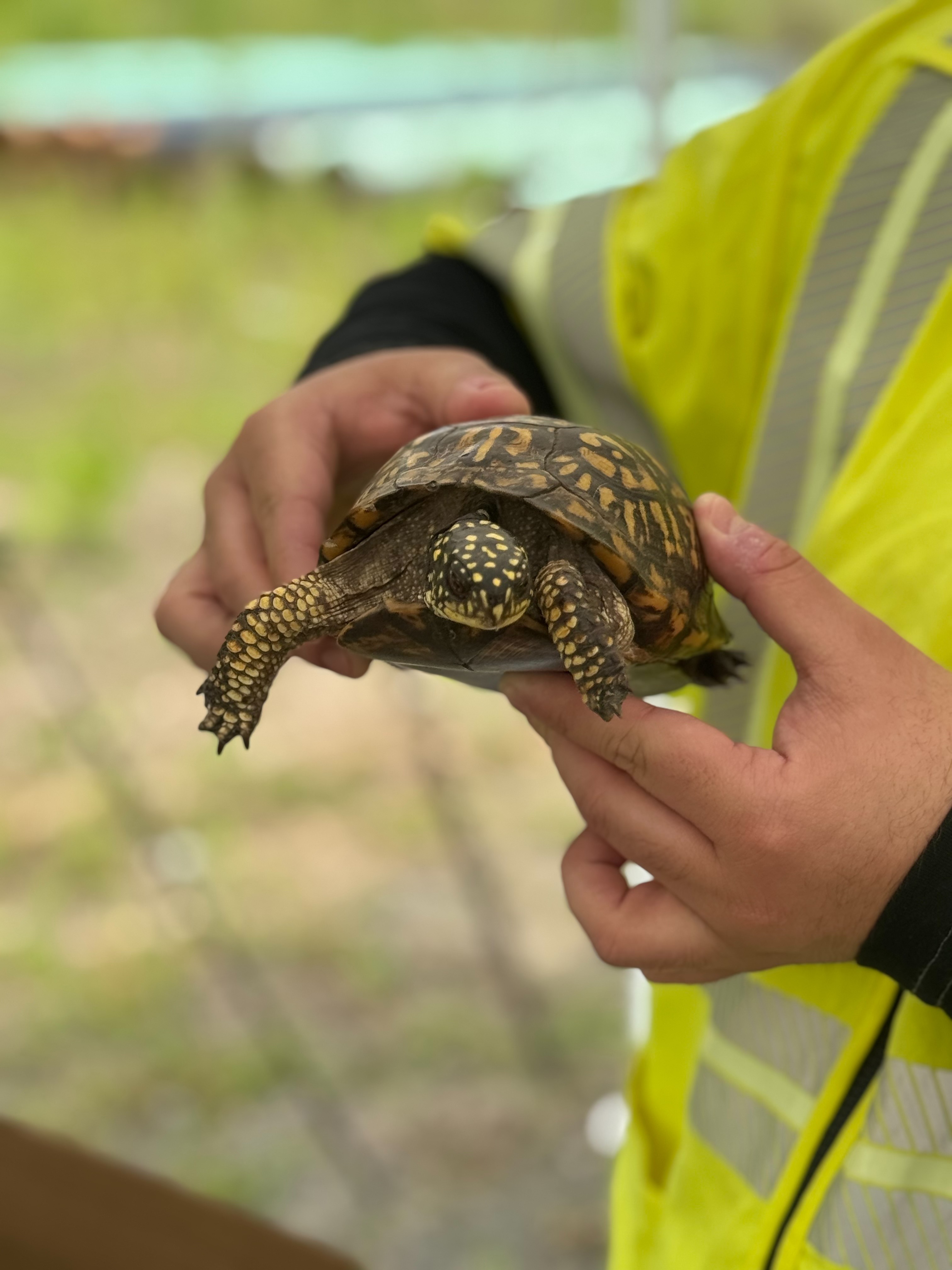 Turtle