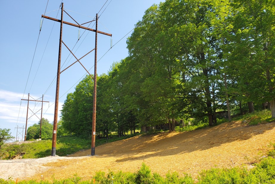 Utility poles and trees in the sun