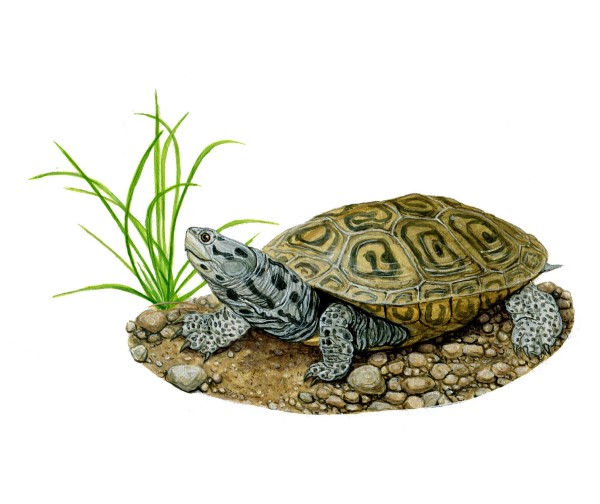 A diamond-backed terrapin turtle