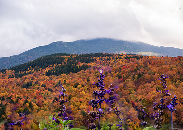 forest_land_fall