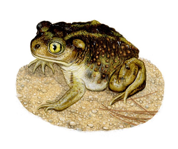 A spadefoot toad