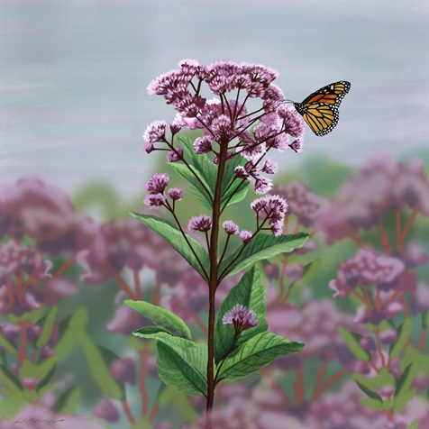 joe-pye-weed Artist rendering of a Joe Pye Weed