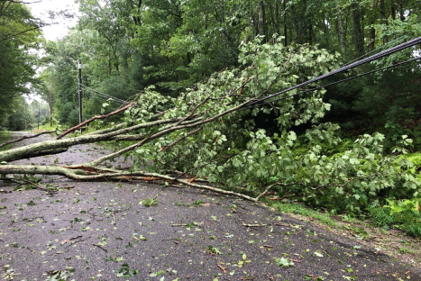 A tree across a road and on top of wires after a storm