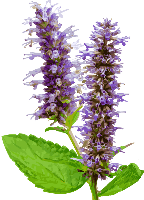anise-hyssop