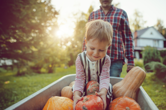 A fall image of a child sitting in a wheelbarrow and holding gourds