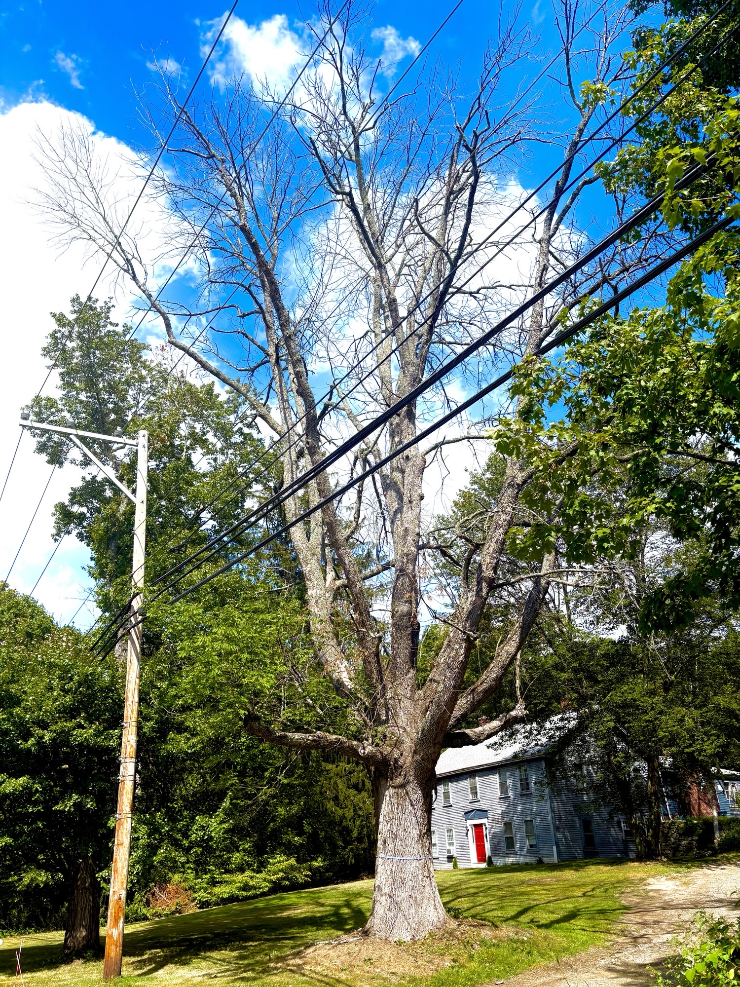 Ash Tree
