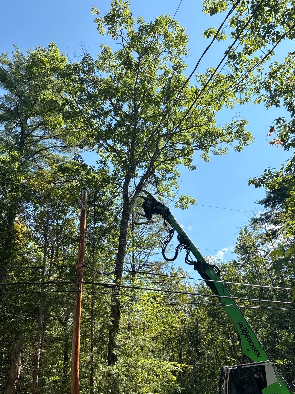 Tree Trimming