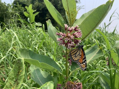 An adult butterfly eating milkweed