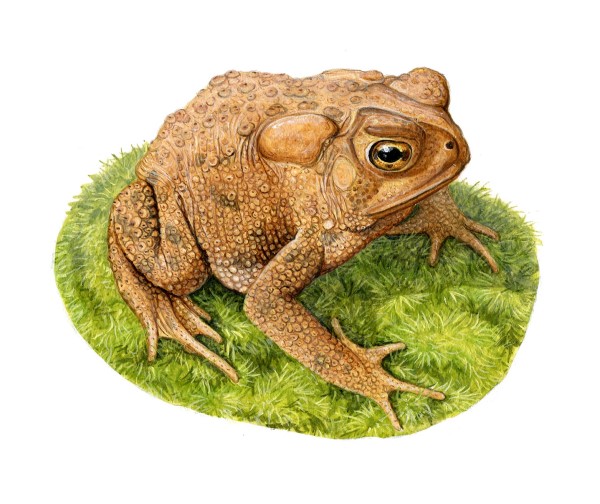 An American toad