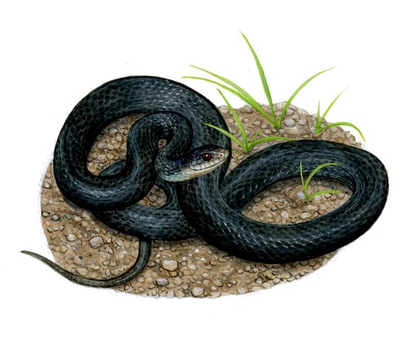 A black racer snake