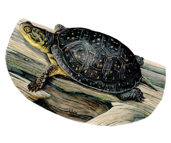 A Blanding's Turtle