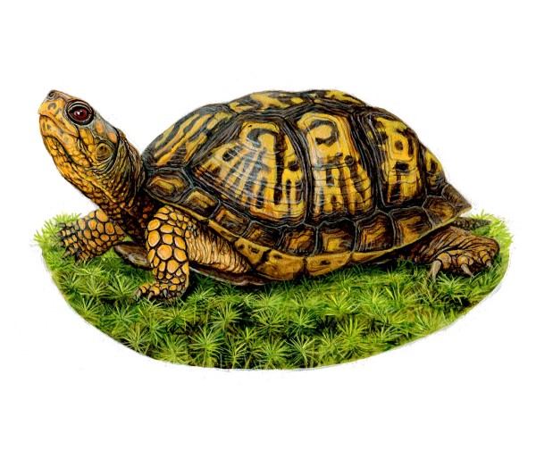 An eastern box turtle