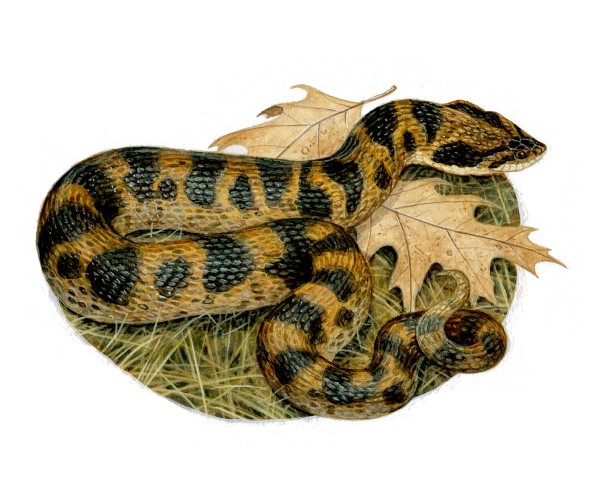 An eastern hognose snake