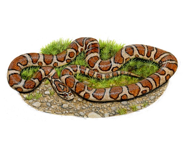 An eastern milk snake