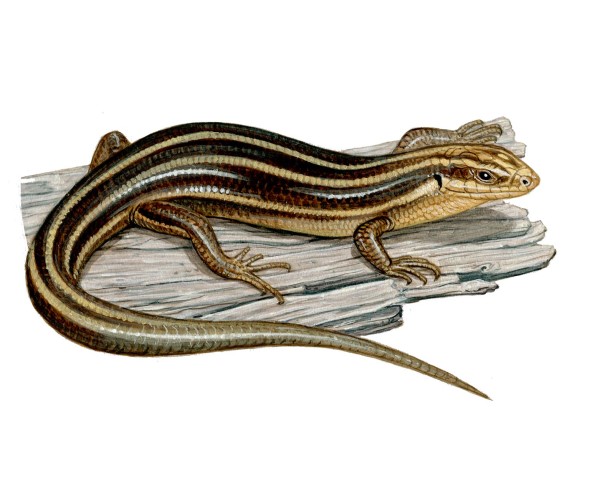 A five-lined skink
