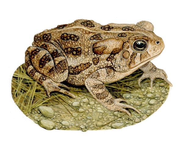 A fowler's toad