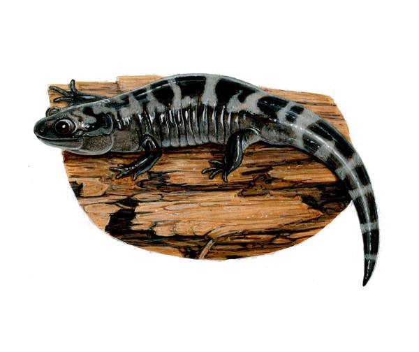A marbled salamander