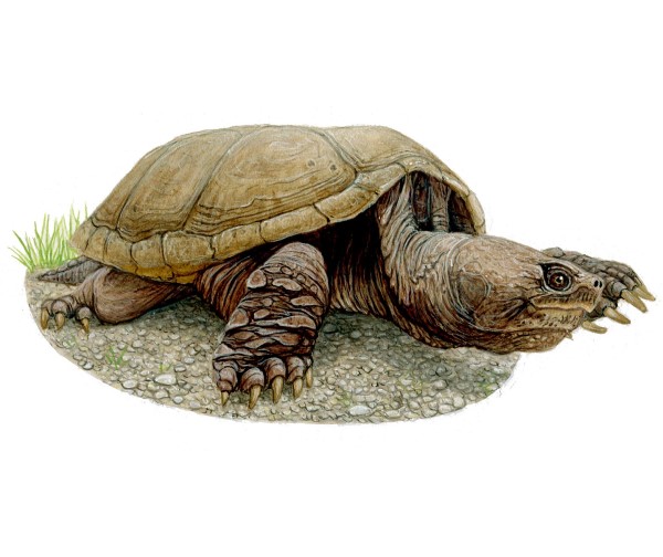 A snapping turtle
