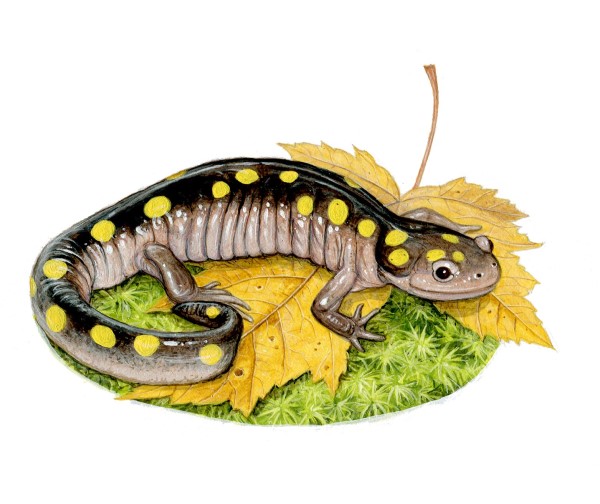 A spotted salamander