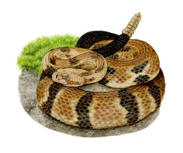 A timber rattlesnake