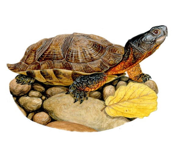 A wood turtle