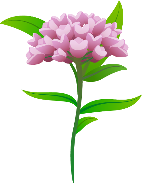 An illustration of milkweed
