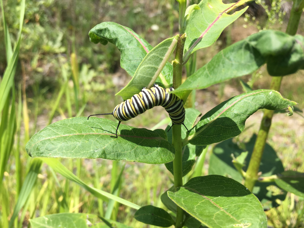 A monarch caterpillar feeds on milkweed