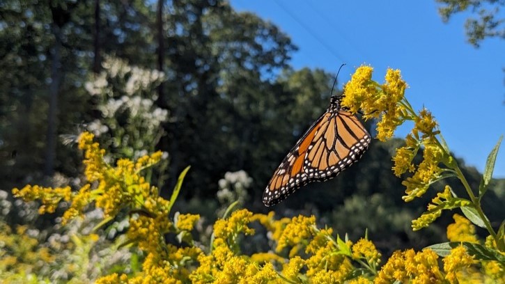 A monarch butterfly