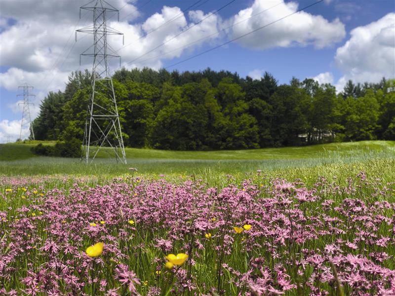 Pink and yellow flowers bloom with transmission towers in the background